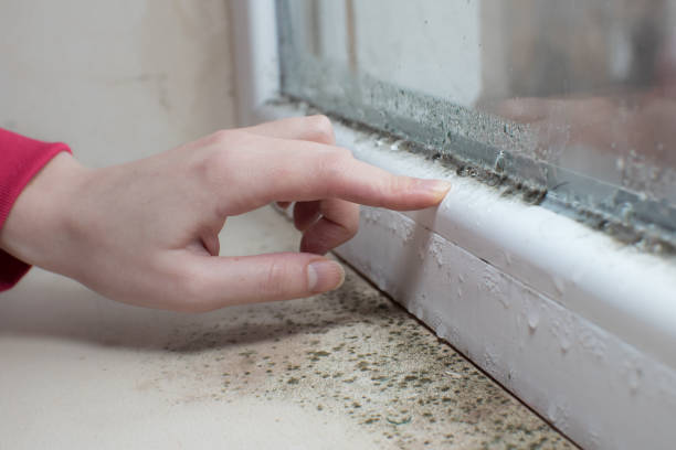 Best Real Estate Mold Inspection  in Maple Grove, MN