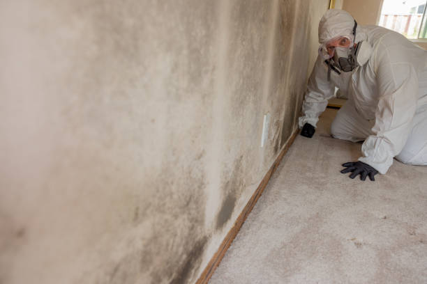 Best Attic Mold Removal  in Maple Grove, MN